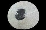 Bargain, Long-Spined Thysanopeltis Trilobite - Bigaa, Morocco #100372-1